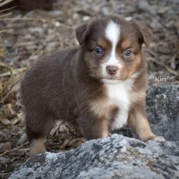 Kim - Red tri female Miniature Australian Shepherd puppy in Evant, Texas from Lazy VT Bar Ranch
