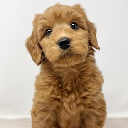 Mae - Apricot female Australian Labradoodle puppy in Sacramento, California from Little Farmstead Labradoodles
