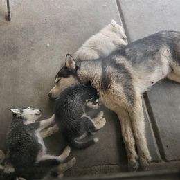 Pomsky Puppies from Peoria Pomskies