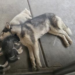 Pomsky Puppies from Peoria Pomskies