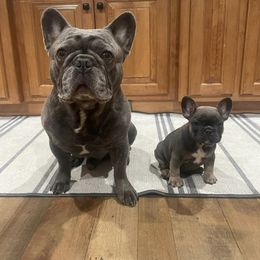 French Bulldog Puppies from Bleu Steele French Bulldogs