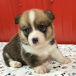Jovi - Sable female Pembroke Welsh Corgi puppy in Fayetteville, Tennessee from Sulphur Springs Corgis
