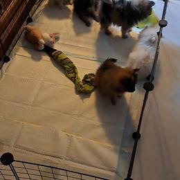 Pomeranian Puppies from Tonia's Pomeranians