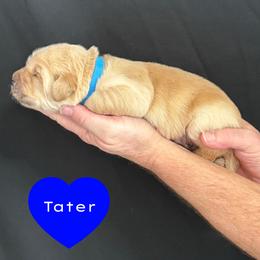 Tater (Blue) - Golden male Golden Retriever puppy in Cadillac, Michigan from K & M Golden Retrievers