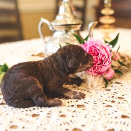 Poodle Puppies from Setting the Standard Poodles