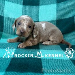 Dapple - Dapple female Dachshund puppy in George West, Texas from Rockin M Kennel