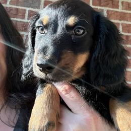 Chungus - Black and tan male Dachshund puppy in Smyrna, Tennessee from Sias Select Dachshunds
