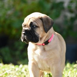 Pink - Fawn female Bullmastiff puppy in Edinburg, Texas from Ironward Bullmastiffs