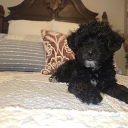 Dachshund and Yorkipoo Puppies from Tiny Paws Dachshund & Yorkie Breeder