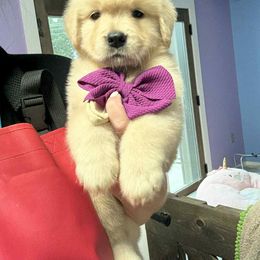 Girl 3 - Golden female Golden Retriever puppy in Edgerton, Wisconsin from ERSA Acres Golden Retrievers...limited registration only offered