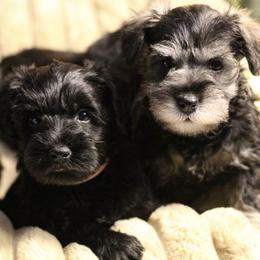 Miniature Schnauzer Puppies from Mt. View's Pretty Little Schnauzers