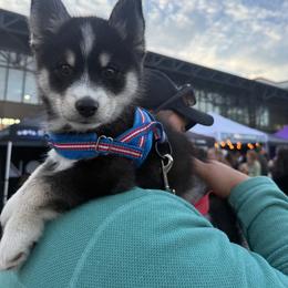 Peter - Black and white male Pomsky puppy in Scandinavia, Wisconsin from Bonnie’s Little Fluffys