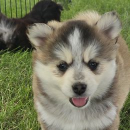Pomskies from PJs Pomskies