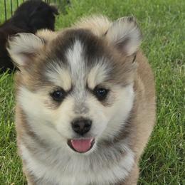Pomskies from PJs Pomskies