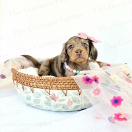 Edin - Dapple female Dachshund puppy in Greenville, North Carolina from The Gorman Farms