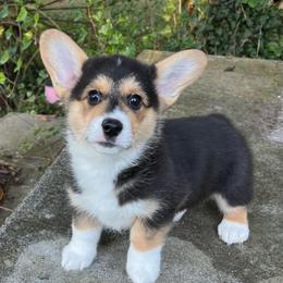 Pretty Good Boy Love You - Black and tan male Pembroke Welsh Corgi puppy in Blaine, Tennessee from Rose Brier Pembroke Welsh Corgis