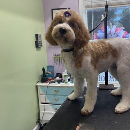 Camellia - Poodle