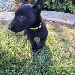 Dutch Shepherd Puppies from C’los Belgian/dutch shepherds