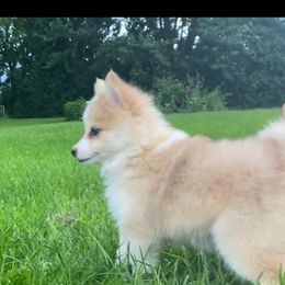 Pomsky Puppies from Rustic Pomskies