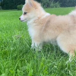 Pomsky Puppies from Rustic Pomskies