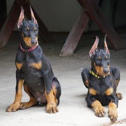 Doberman Pinscher Puppies from Laurel Vail