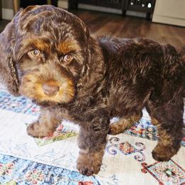 Louise - Brown and tan female Cockapoo puppy in Indiahoma, Oklahoma from Phamily Doodles