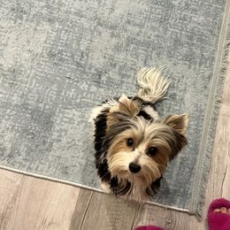 Zaiya - Biewer Terrier