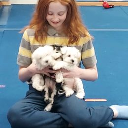 Miniature Schnauzer Puppies from Freeman's mini Schnauzers