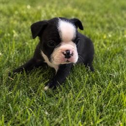 Linus - Black and white male Boston Terrier puppy in Covington, Georgia from Tuxedo Bostons of Atlanta