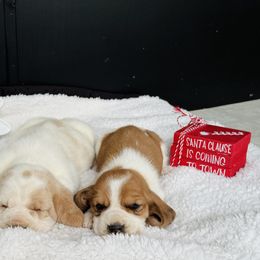 Basset Hound Puppies from Central Kentucky Basset Hounds