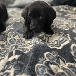 Labrador Retriever Puppies from No Boundaries Kennels