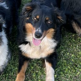 Penny - Australian Shepherd