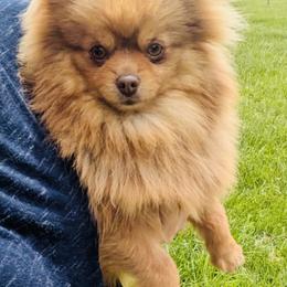 Bay - Pomeranian