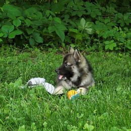 Siberian Husky Puppies from Evereve Kennels