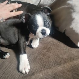 Boston Terrier Puppies from Sara Mason