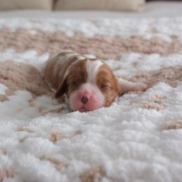 Magnolia - Blenheim female Cavalier King Charles Spaniel puppy in Broxton, Georgia from Cavalier & Co.
