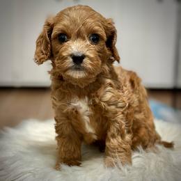 Dawn - Red male Cavapoo puppy in Palm Beach County, Florida from Benji’s Cockapoos