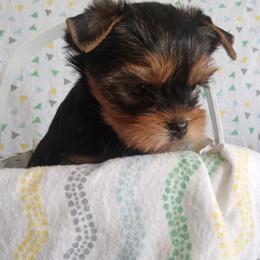 Thor - Blue and gold male Yorkshire Terrier puppy in Pinellas Park, Florida from Silversands Yorkshire Terriers