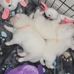 American Eskimo Dog Puppies from SkyFlyer Eskies