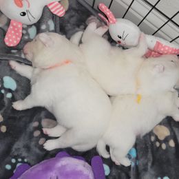 American Eskimo Dog Puppies from SkyFlyer Eskies
