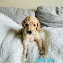 Boy 4 - Poodle puppy in West Jordan, Utah from Sorensen Standard Poodles