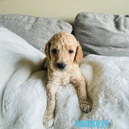 Boy 4 - Poodle puppy in West Jordan, Utah from Sorensen Standard Poodles