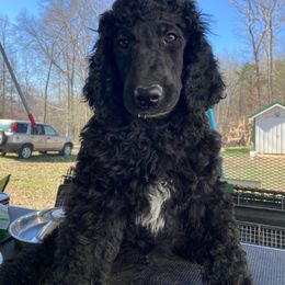 Boy # 3 Green collar - Black Poodle puppy in Salisbury, North Carolina from Majestic’s Poodles