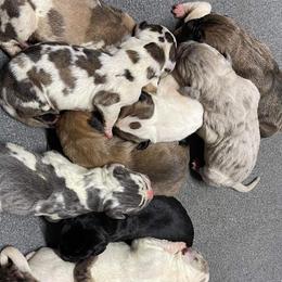 Dachshund and Great Dane Puppies from Ballistic Danes & Dachshunds