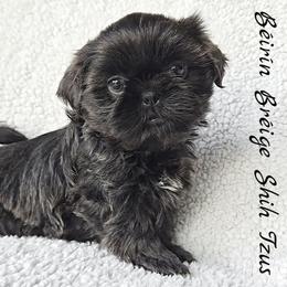 Shih Tzu Puppies from Beirin Breige Shih Tzus