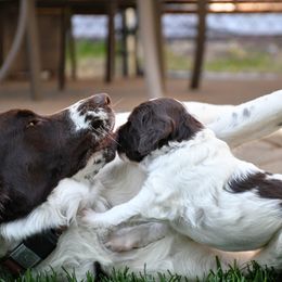 Drentsche Patrijshond and Spinone Italiano Puppies from Two Gun Kennels