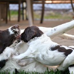 Drentsche Patrijshond and Spinone Italiano Puppies from Two Gun Kennels