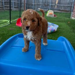 Jolene - Pink.Purple Collar - Red female Double Doodle puppy in Rowlett, Texas from Parrish Precious Ones Texas