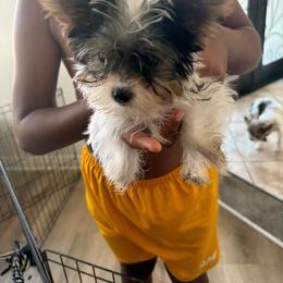 Cookie - Parti male Yorkshire Terrier puppy in Jamul, California from Socal Puppy