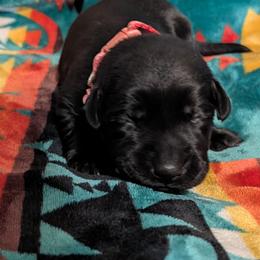 Nova - Black female Labrador Retriever puppy in Commerce, Oklahoma from Standing Water Kennels